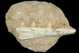 Fossil Mosasaur (Halisaurus) Jaw Section - Morocco #114581-2